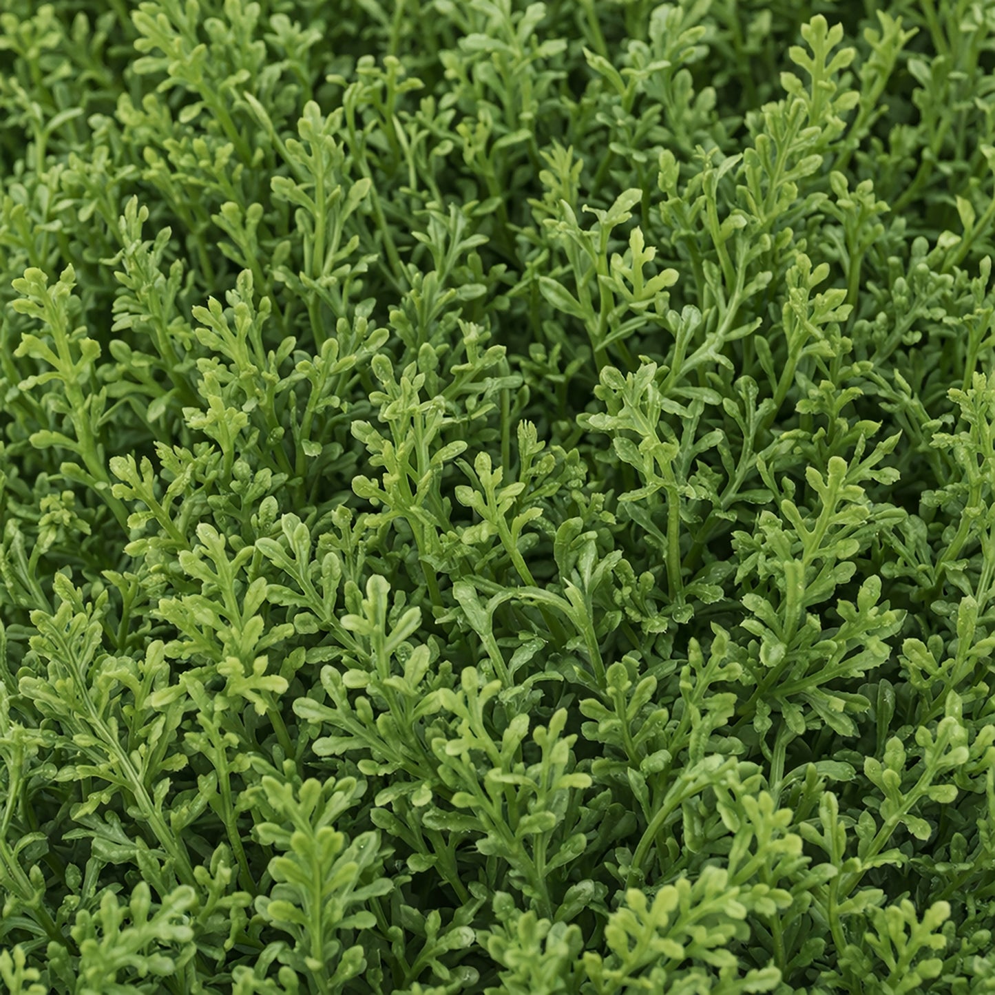 Artificial Topiary Tree 90cm - Pack of 2
