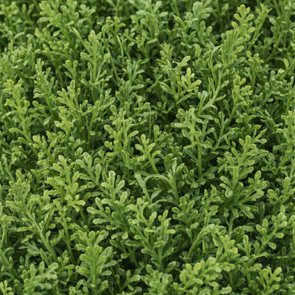 Artificial Topiary Tree 90cm - Pack of 2