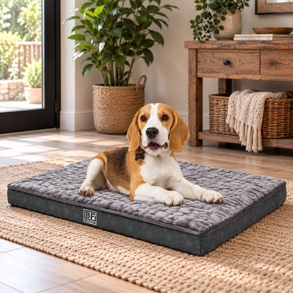 A beagle dog lies on a square gray quilted dog bed in a bright, modern living room with wooden furniture, plants, and a woven rug.